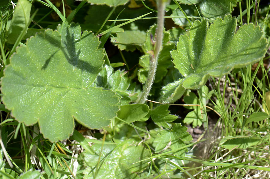 Geum montanum / Cariofillata montana